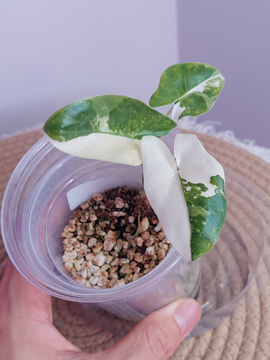 Alocasia Macrorrhiza Variegated 1