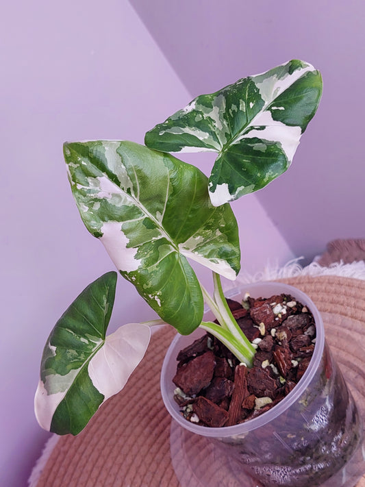 Alocasia Macrorrhiza Variegated 2