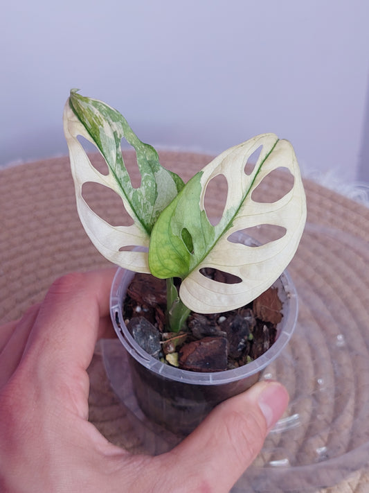 Monstera Monkey Mask(Adansonii) Variegated 2