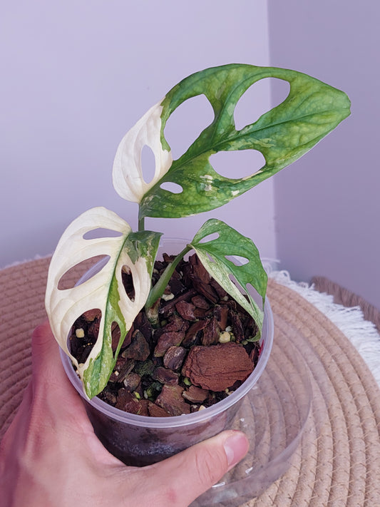 Monstera Monkey Mask(Adansonii) Variegated 3
