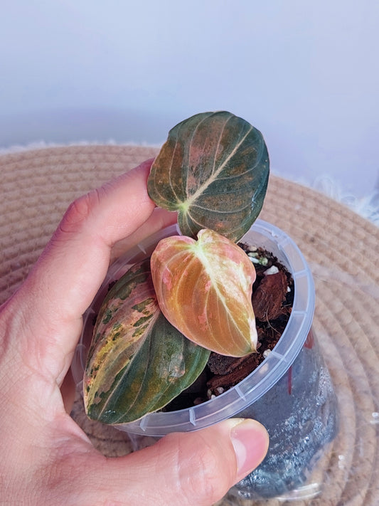 Philodendron Melanochrysum Variegated 1