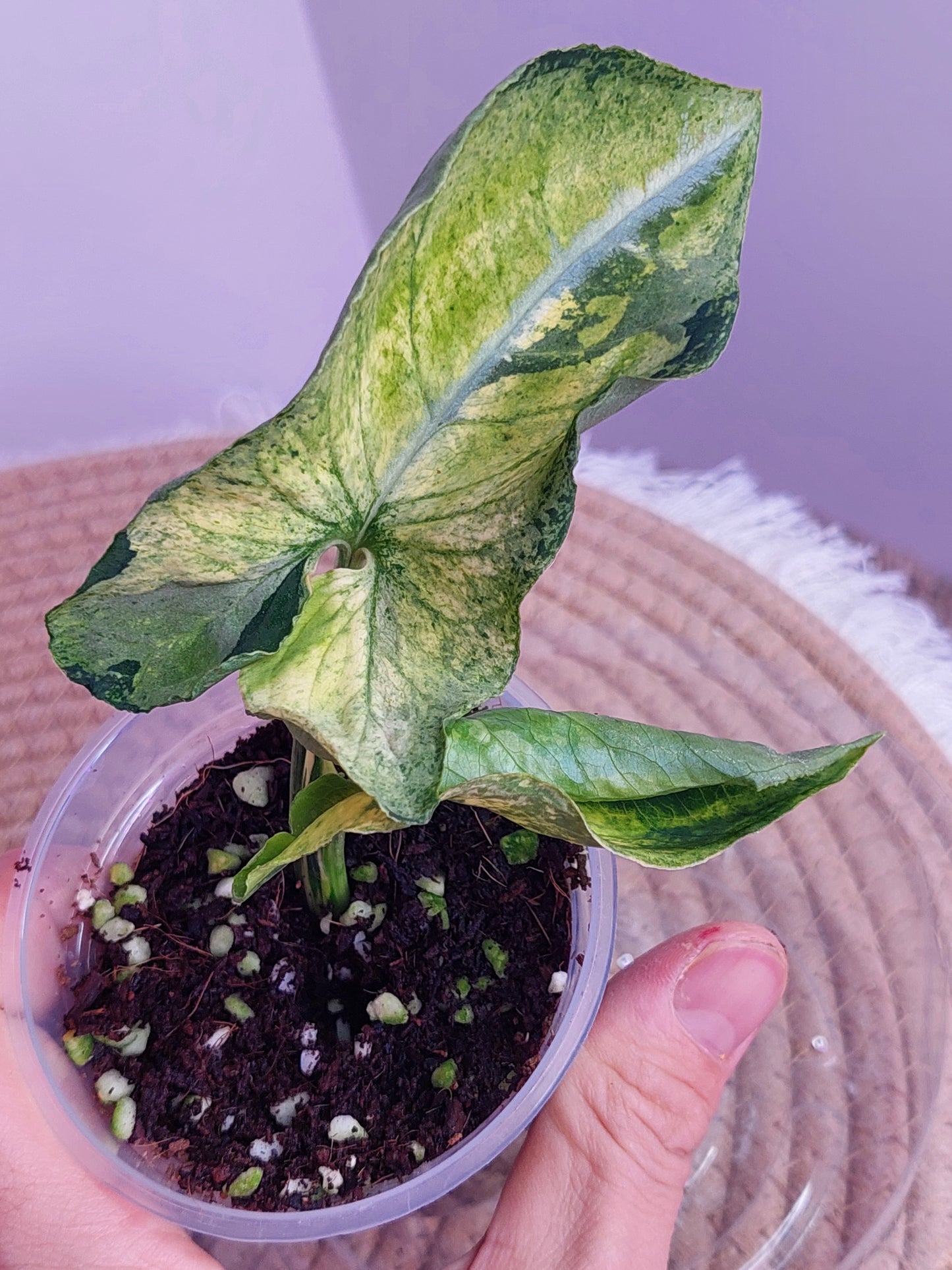 Syngonium Scrambled Eggs 1