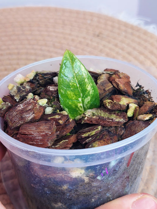 ZZ plant variegated 1