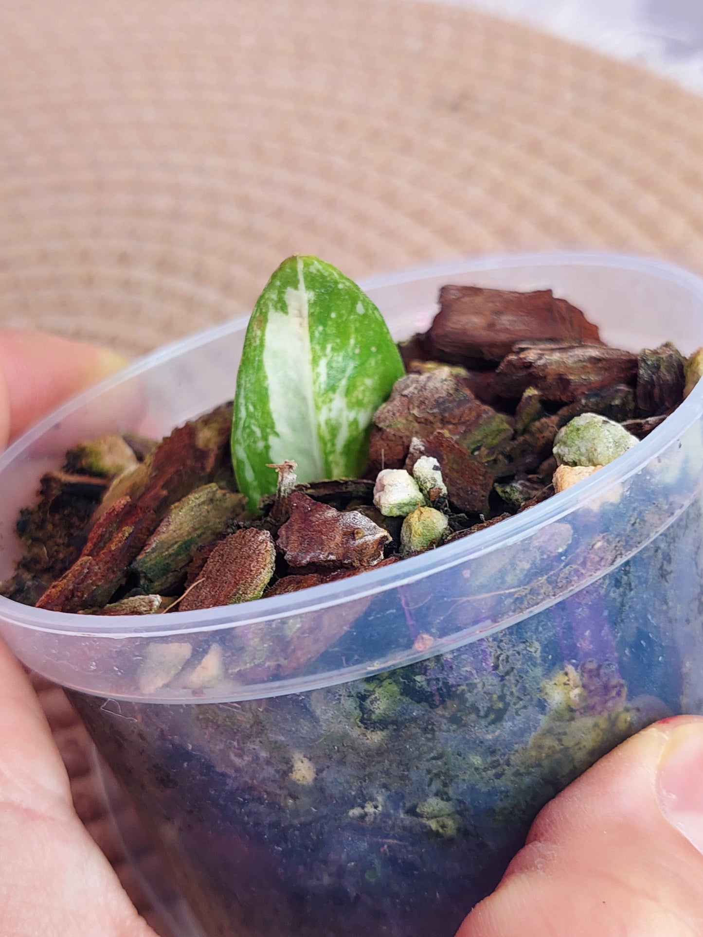 ZZ plant variegated 1