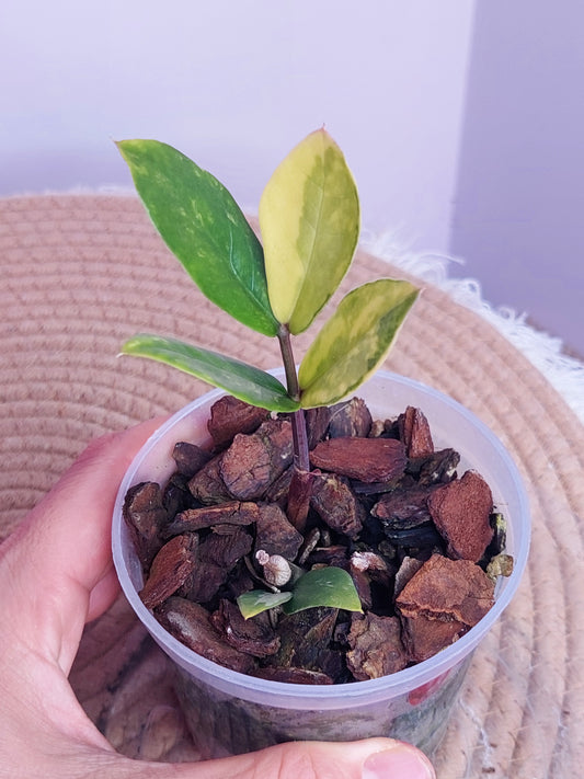ZZ plant variegated 2