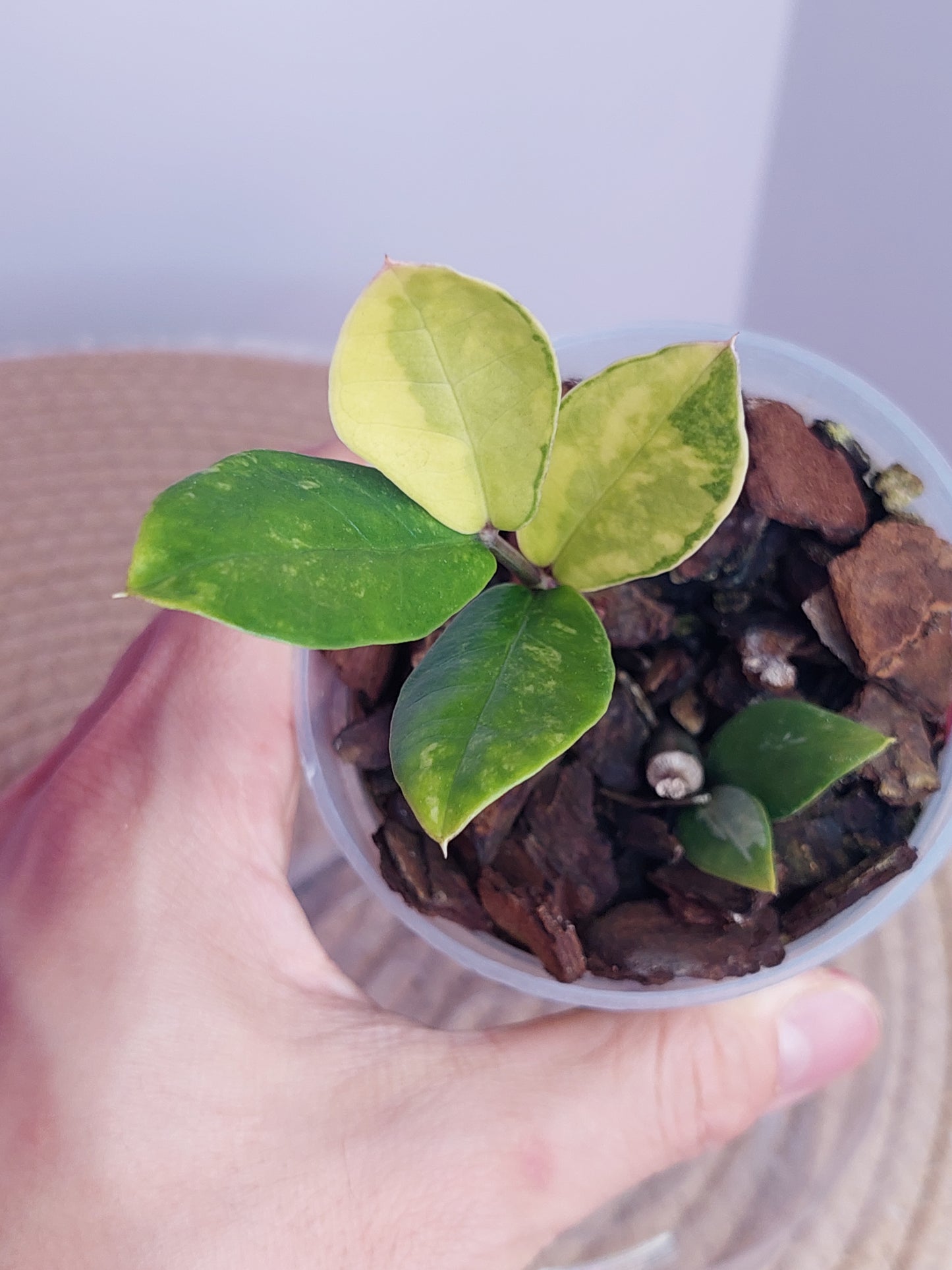 ZZ plant variegated 2