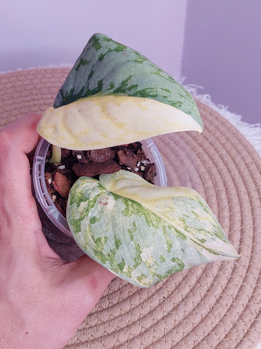 Scindapsus Exotica Variegated 2