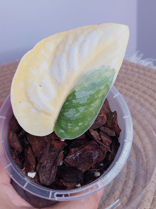 Scindapsus Exotica Variegated 4
