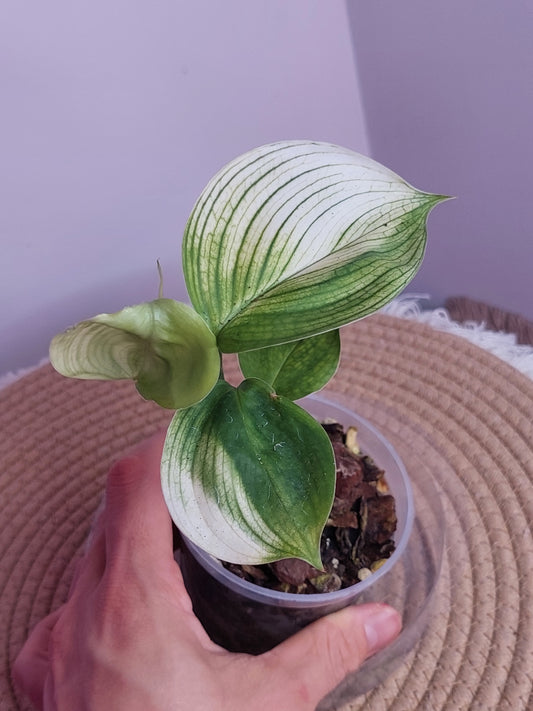 Scindapsus White Monster 2
