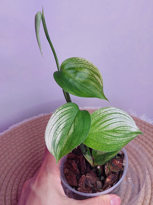 Scindapsus White Monster 3
