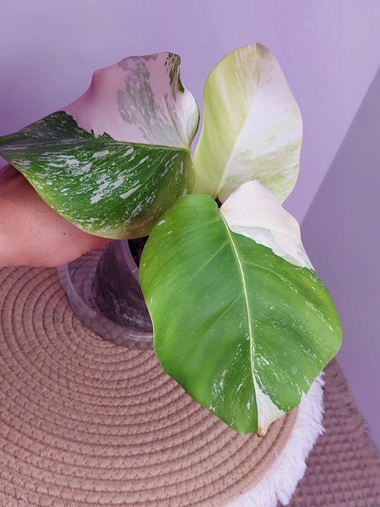 Monstera Borsigiana Albo Variegated 1