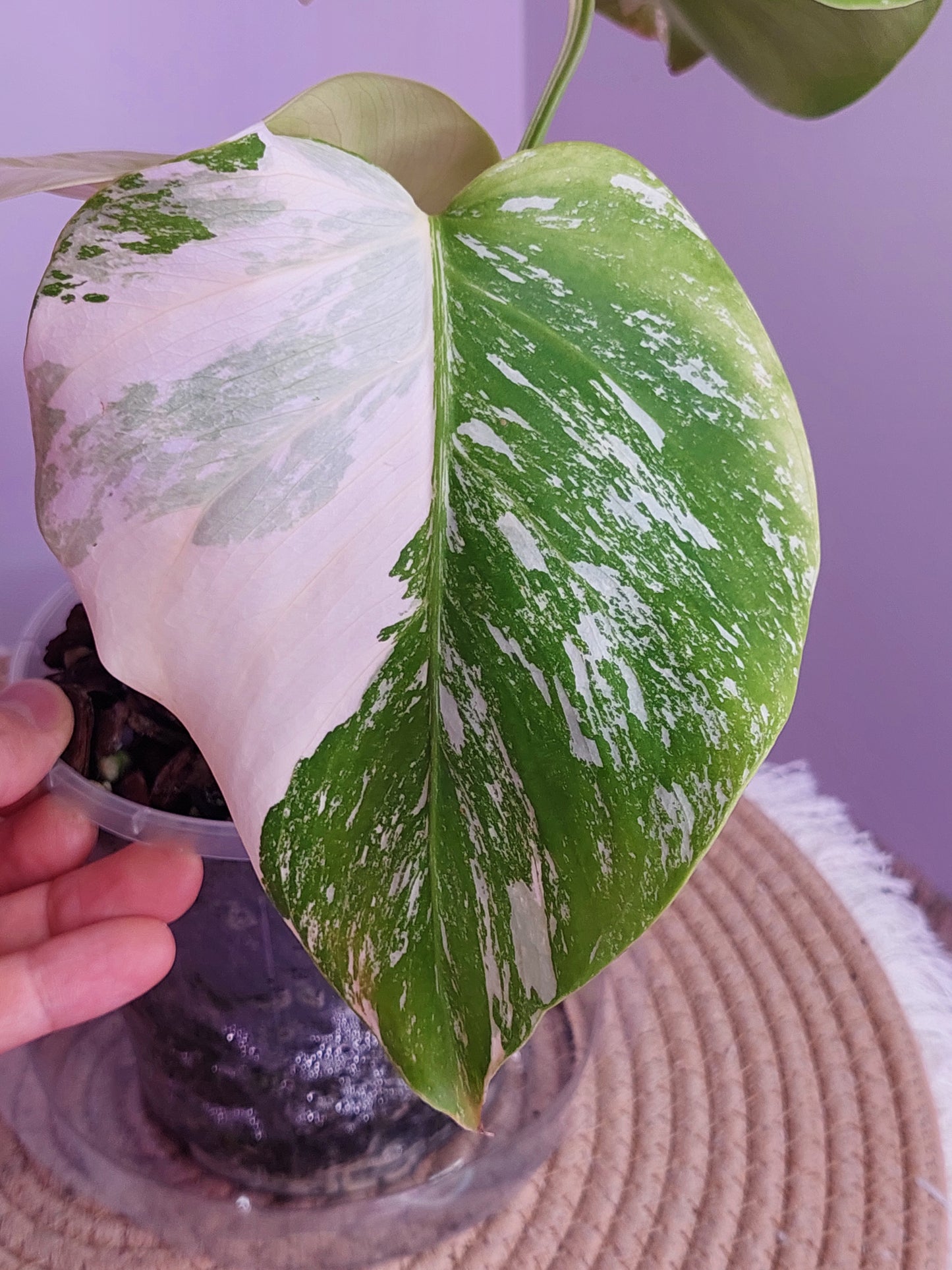 Monstera Borsigiana Albo Variegated 1