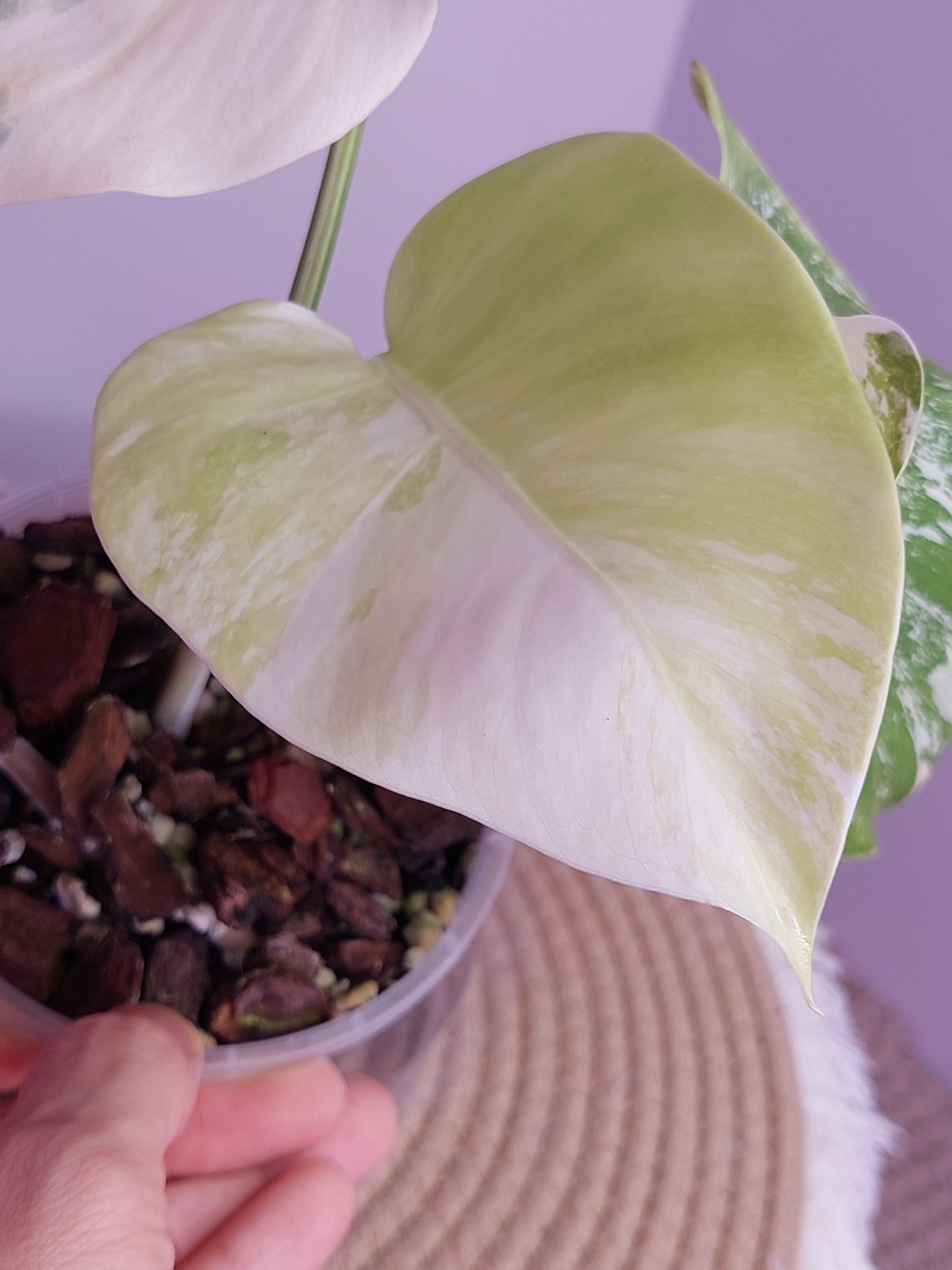 Monstera Borsigiana Albo Variegated 1