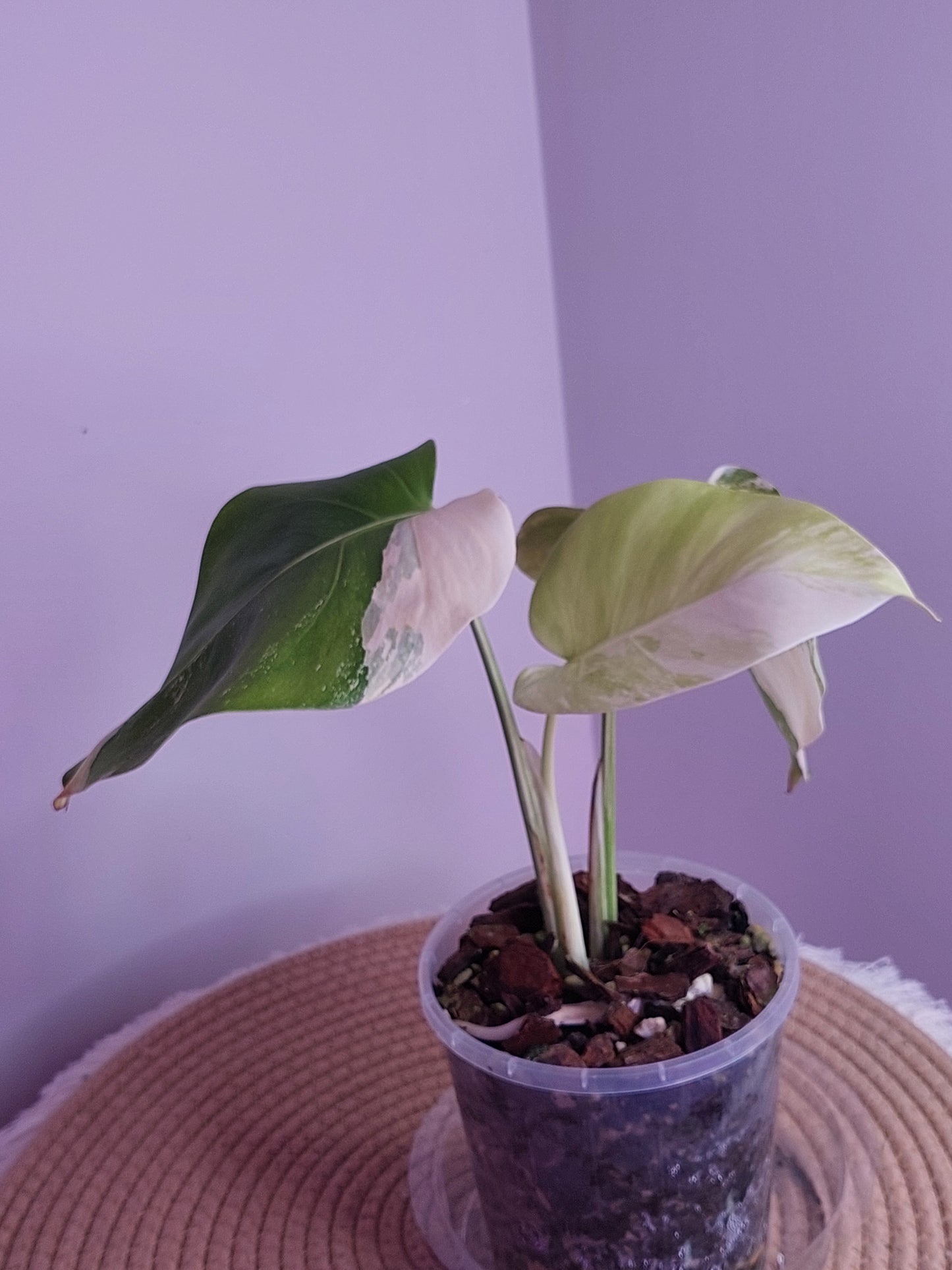 Monstera Borsigiana Albo Variegated 1