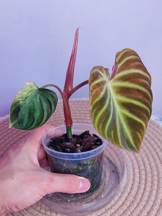 Philodendron Verrucosum Variegated 2