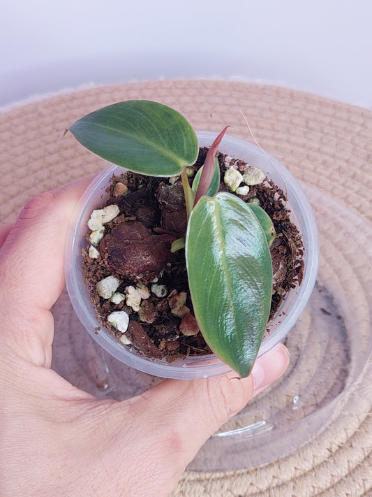 Philodendron Spiritus Sancti 1