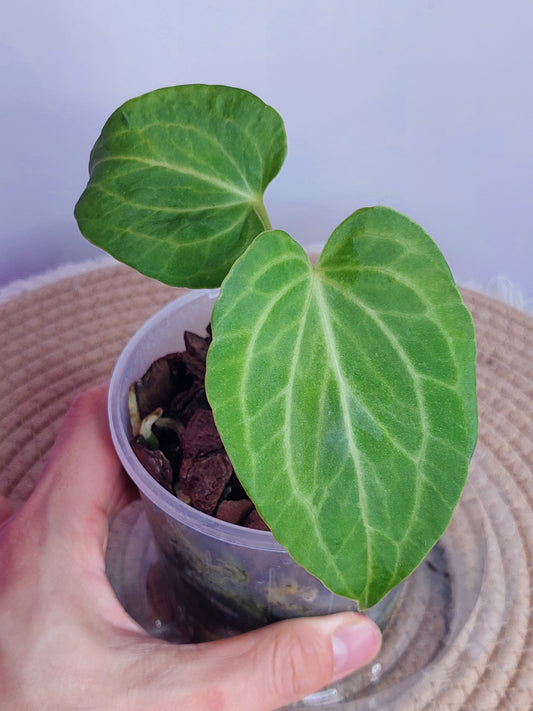 Anthurium Delta Force 1
