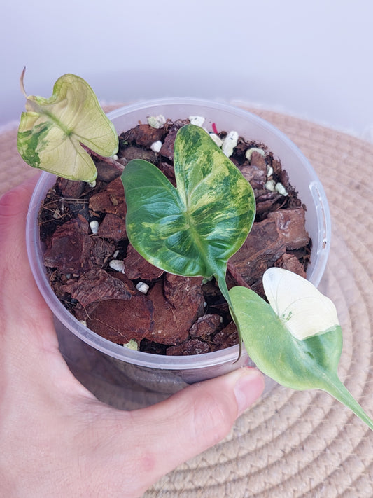 Alocasia Stingray Variegated 1