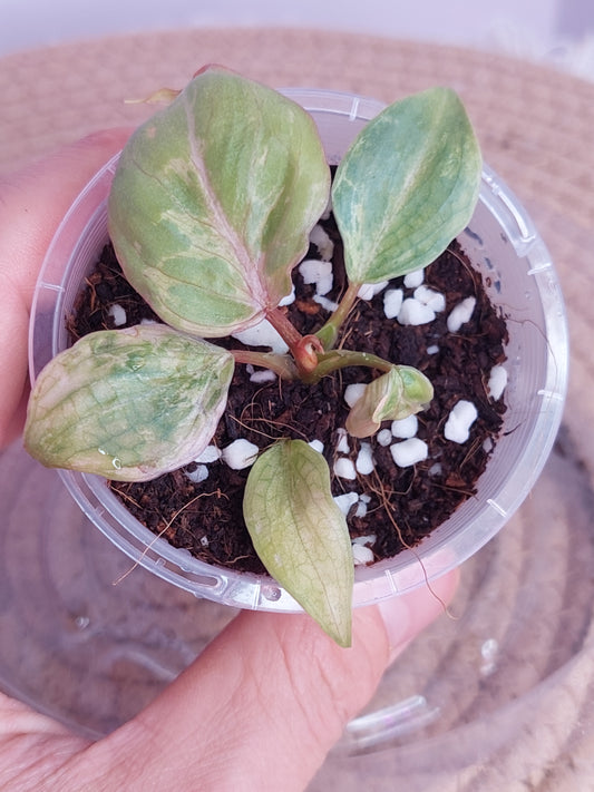 Philodendron Gloriosum Snow Leopard Variegated 1
