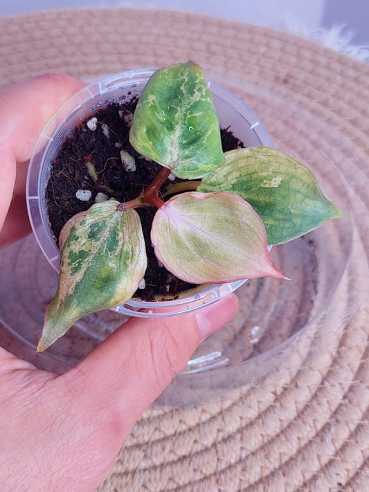 Philodendron Gloriosum Snow Leopard Variegated 2