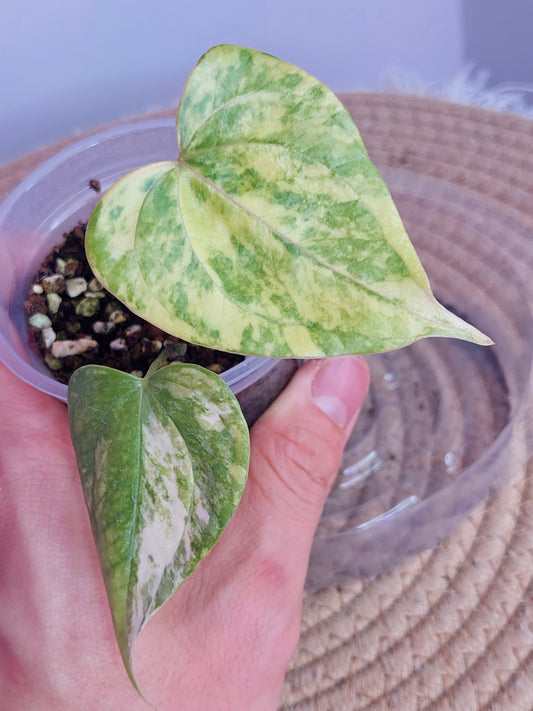 Anthurium Pterodactyl Variegated 1