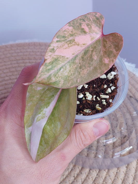 Anthurium Kallos Variegated(Var Papi x Papi) 1