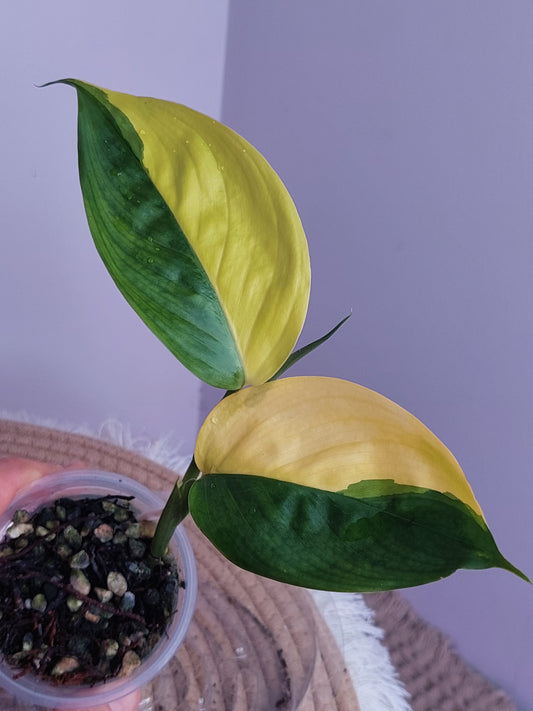 Scindapsus Perakensis Neon 1