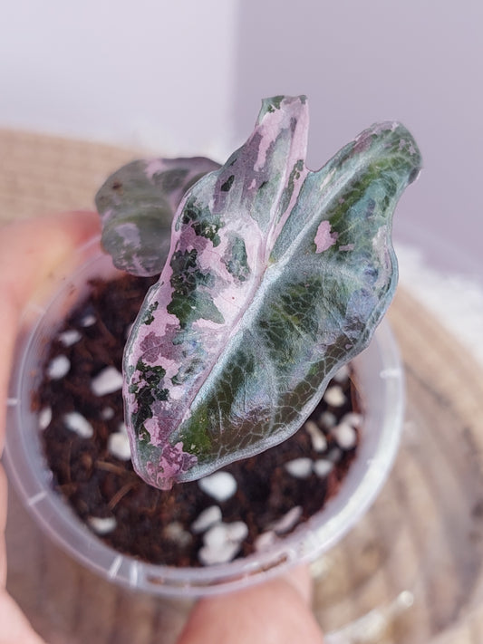 Alocasia Nobilis Pink Variegated 1