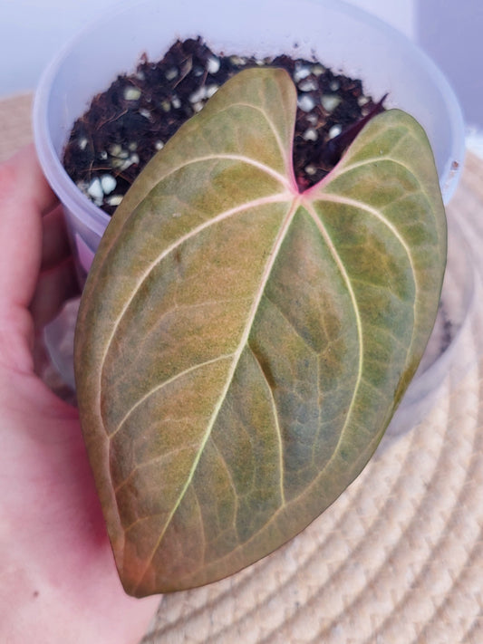 Anthurium Papillilaminum Mint 1