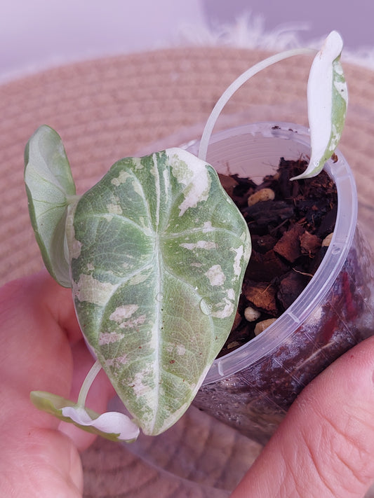 Alocasia Maharani Variegated 1