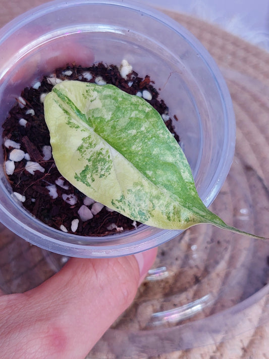Alocasia Dragon Breath Variegated 1