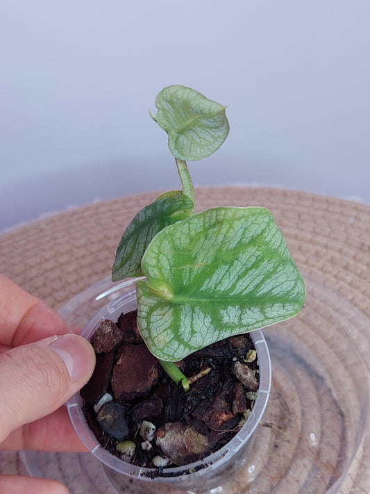 Monstera Dubia - 1