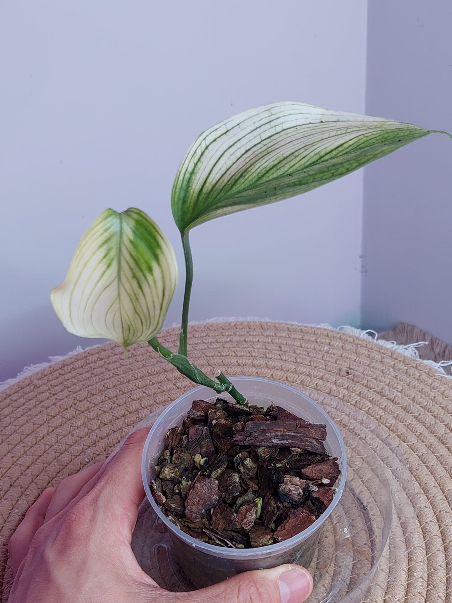 Scindapsus White Monster - 1