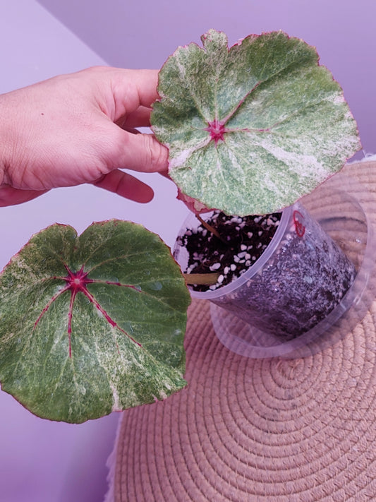 Begonia Rouge Variegated - 1