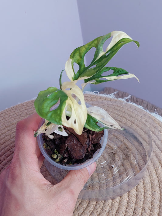 Monstera Monkey Mask(Adansonii) Variegated - 1
