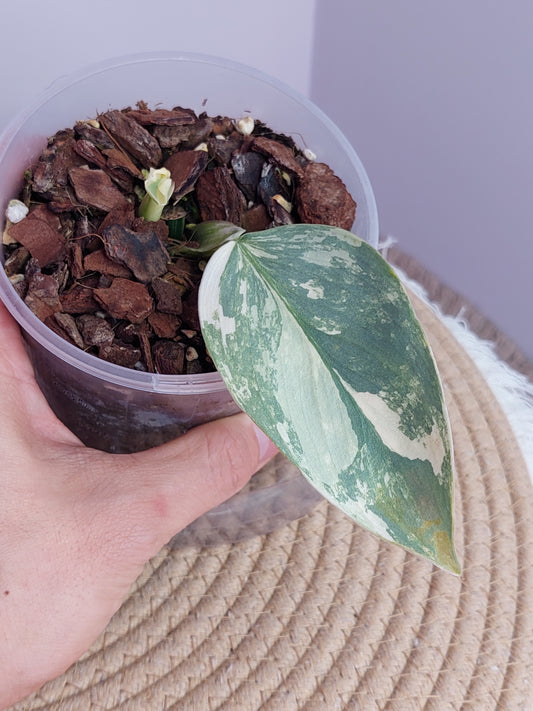 Philodendron Silver Sword Variegated - 2