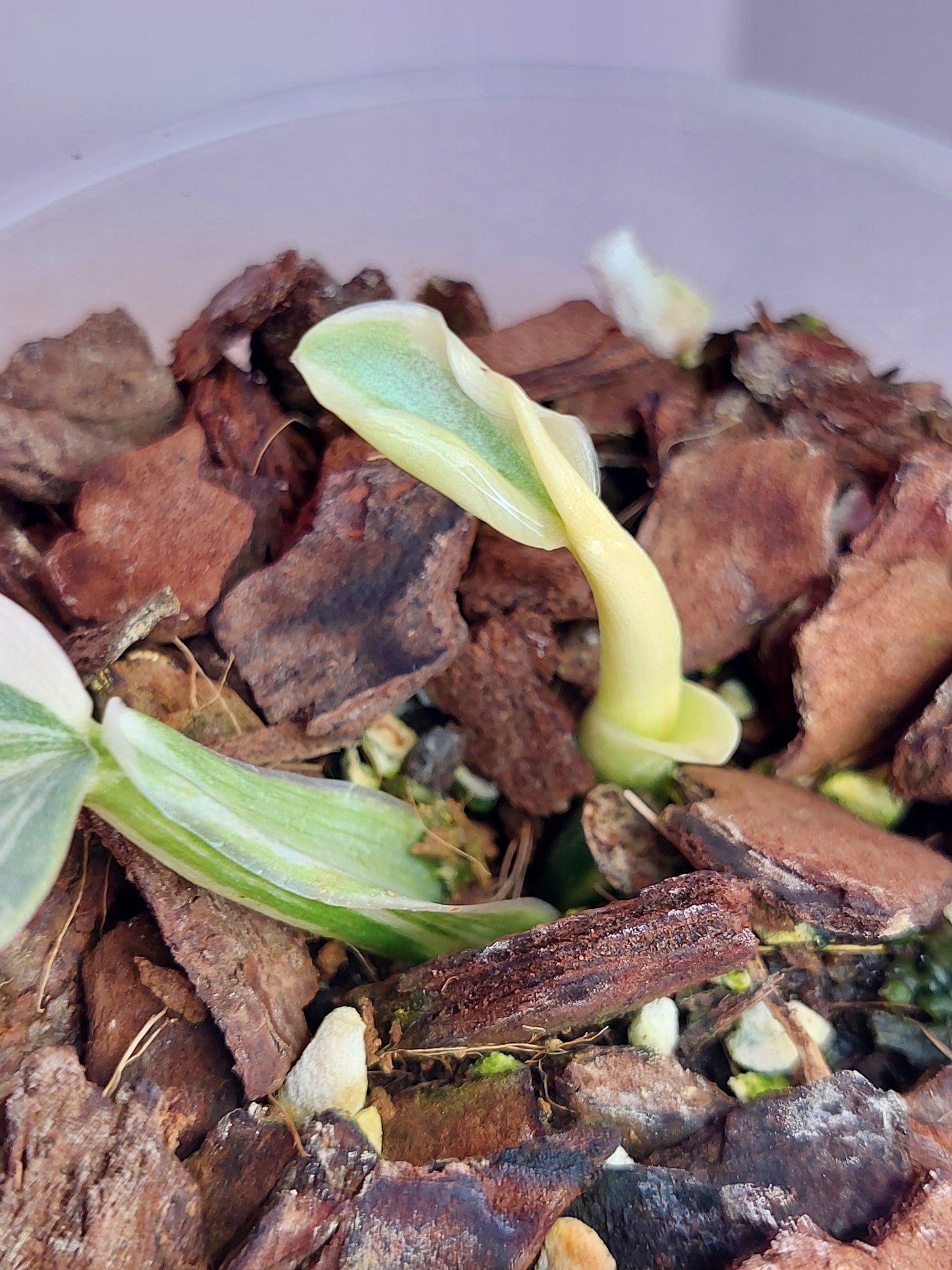 Philodendron Silver Sword Variegated - 2