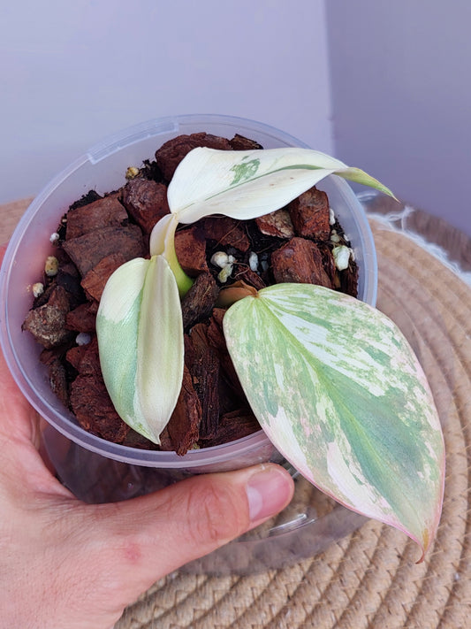 Philodendron Silver Sword Variegated - 1