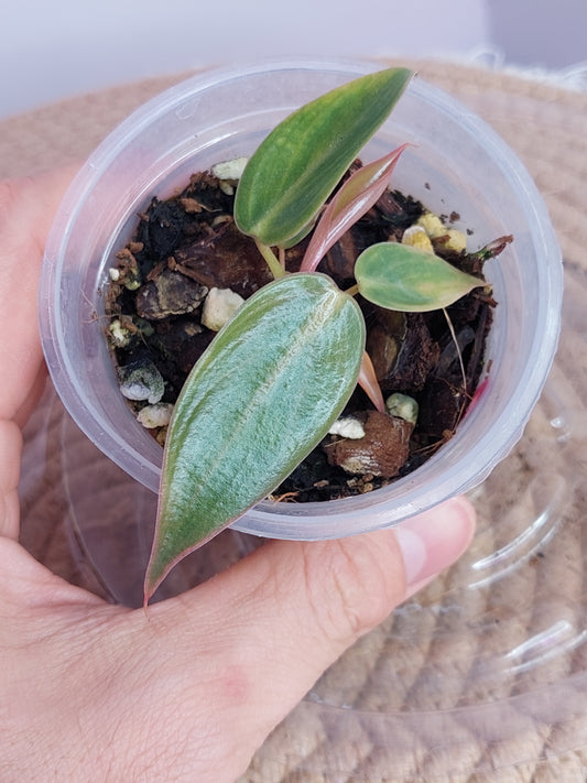 Philodendron Spiritus Sancti - 1