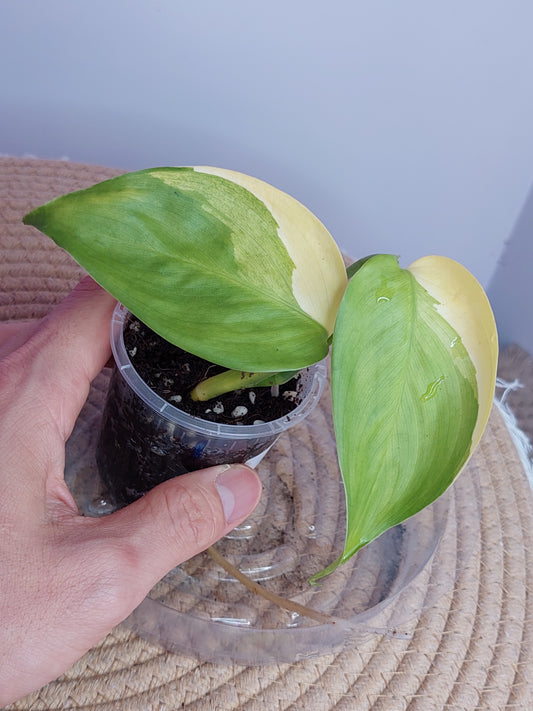 Scindapsus Perakensis Neon - 1