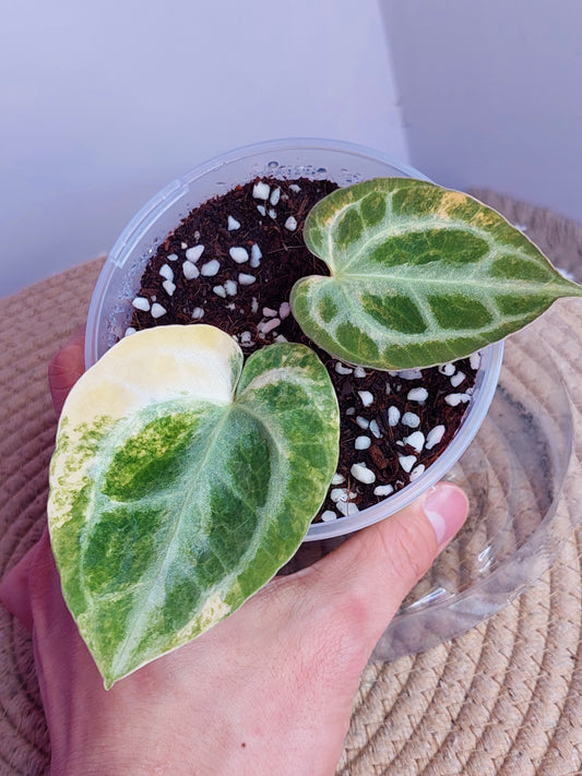 Anthurium Crystallinum Variegated - 1