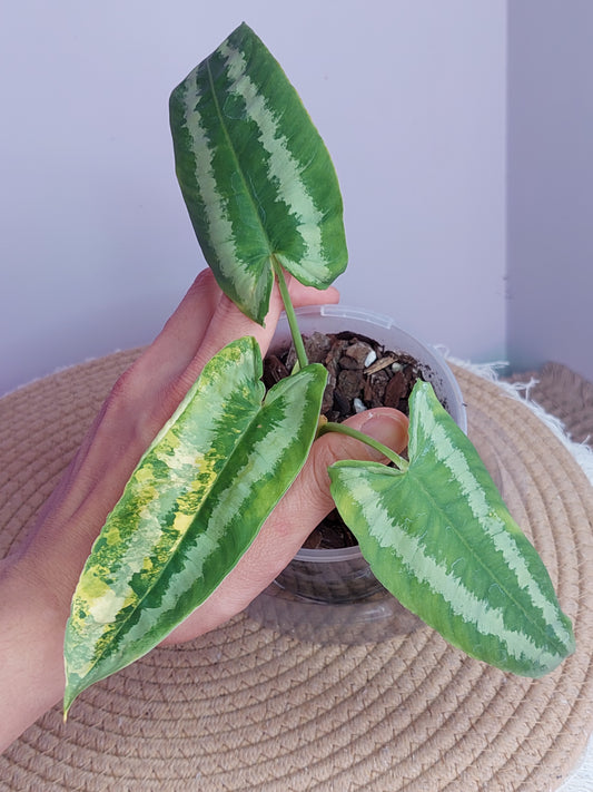 Schismatoglottis Wallichii Variegated - 1