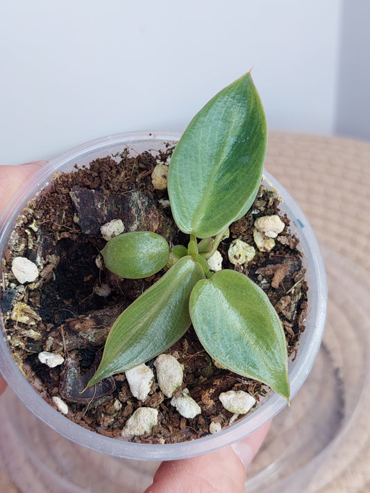 Philodendron Spiritus Sancti A