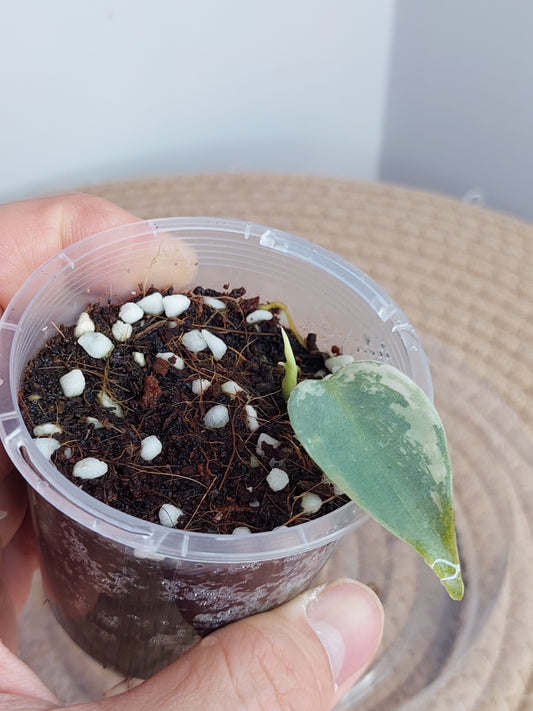 Philodendron Silver Sword Variegated A