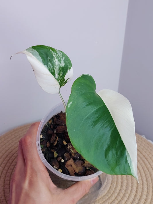 Monstera Borsigiana Albo Variegated A