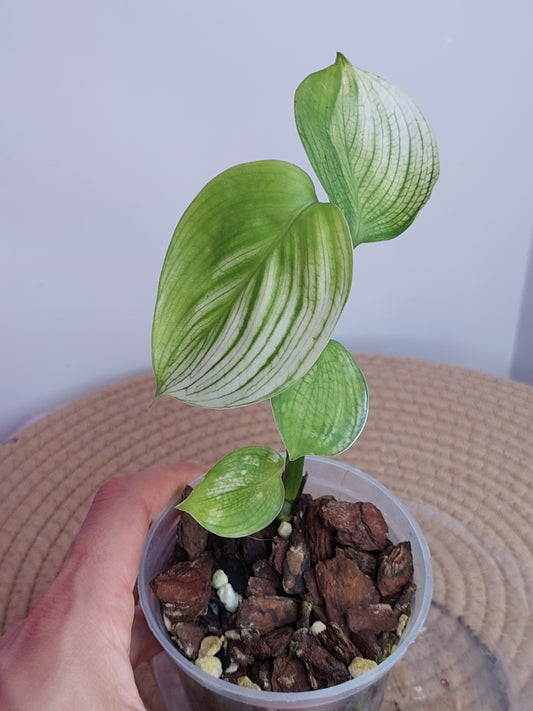 Scindapsus White Monster A