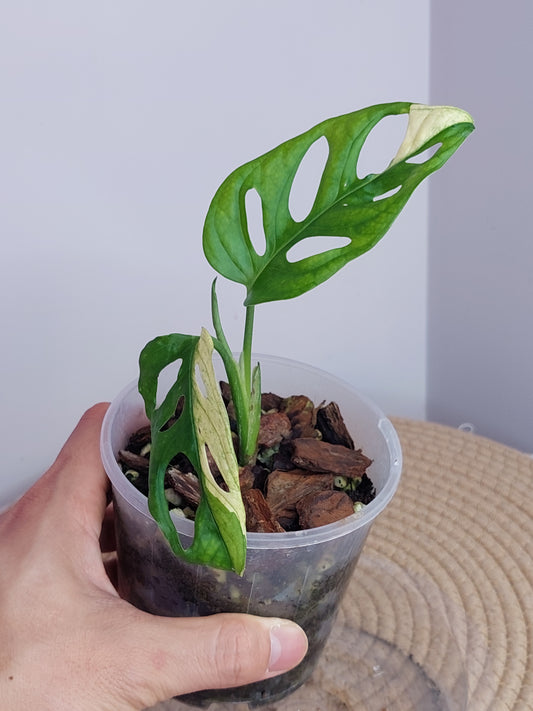 Monstera Monkey Mask(Adansonii) Variegated A