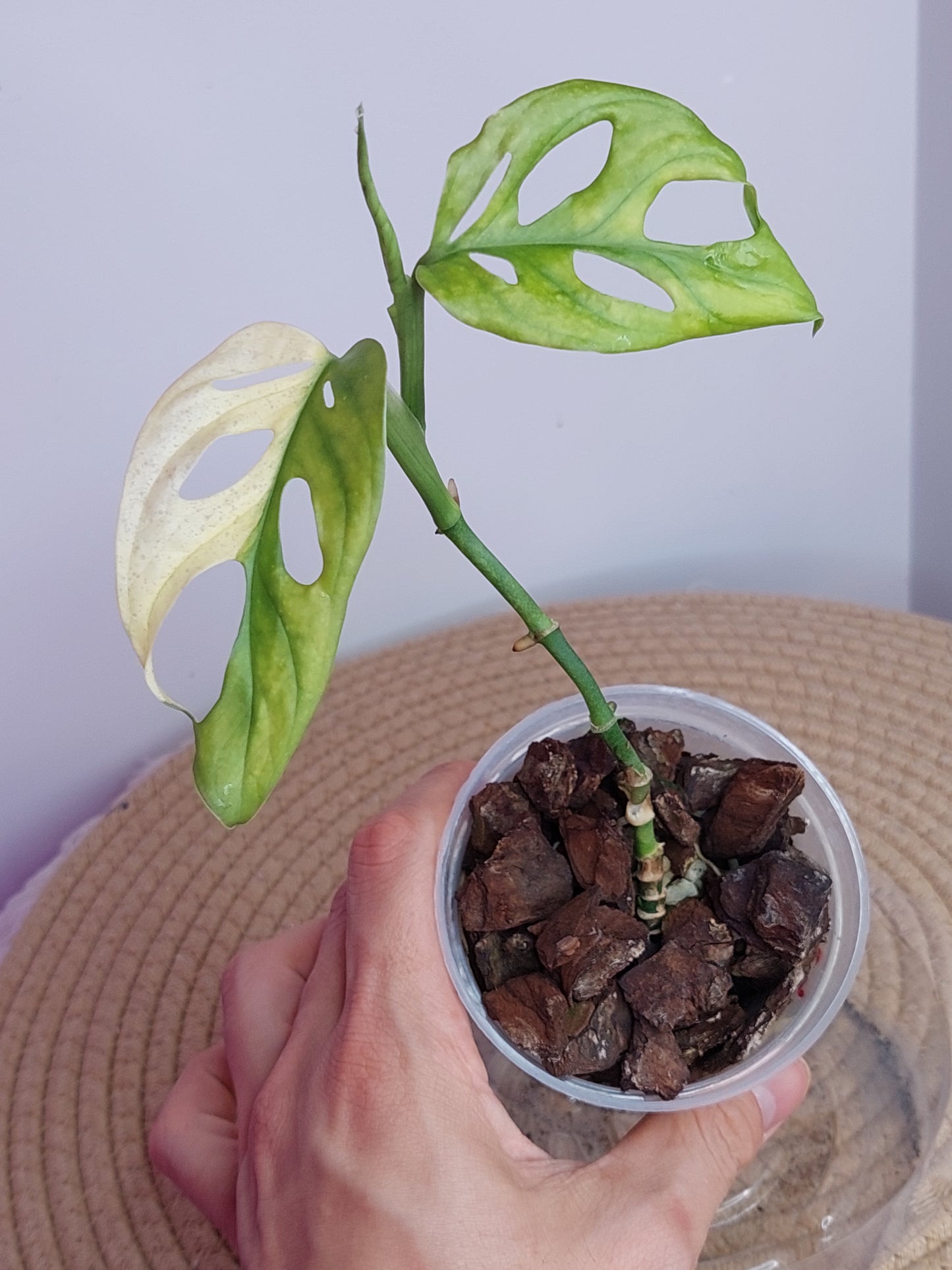 Monstera Monkey Mask(Adansonii) Variegated B