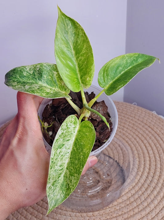 Philodendron Giganteum Variegated A
