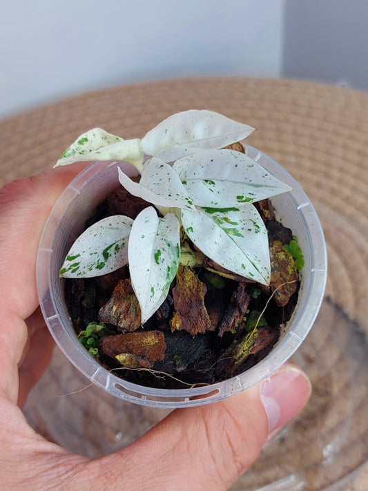 Epipremnum Pinnatum Marble A